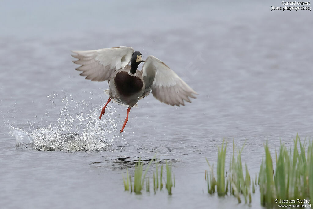 Canard colvert mâle adulte, Vol