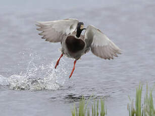 Canard colvert