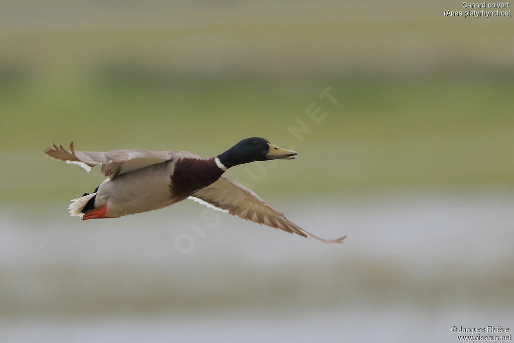 Canard colvert mâle adulte, Vol