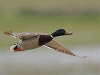 Canard colvert