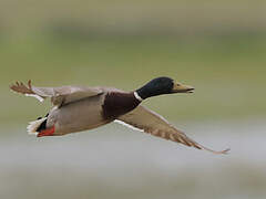 Canard colvert