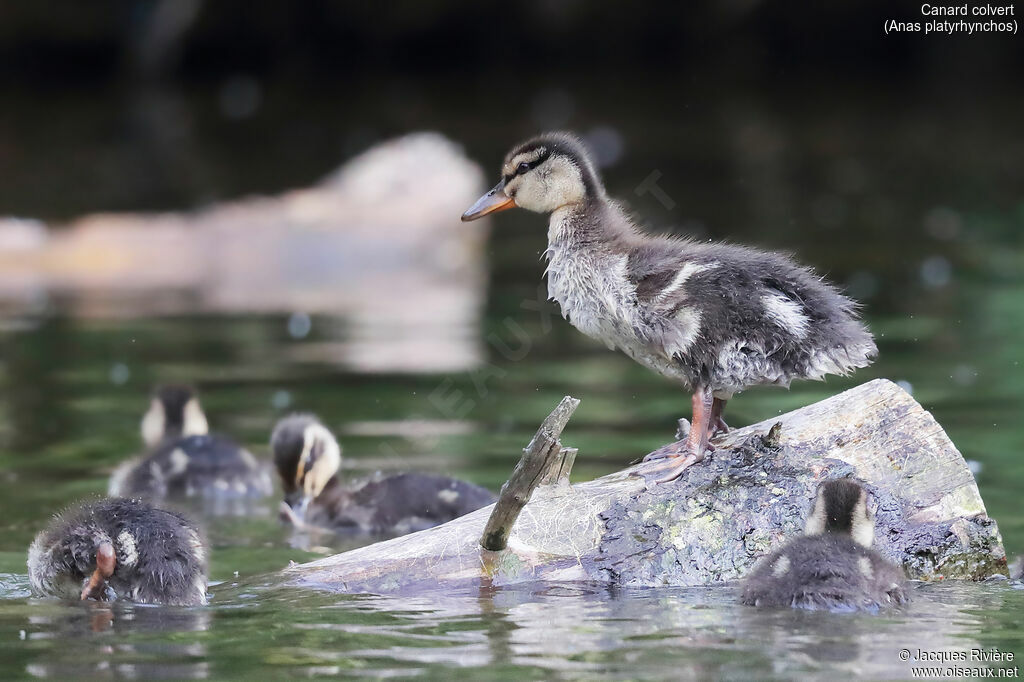 Canard colvertjuvénile, nage