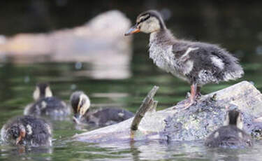 Canard colvert