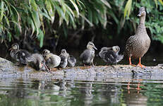 Canard colvert