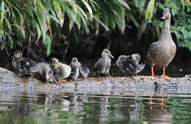 Mallard