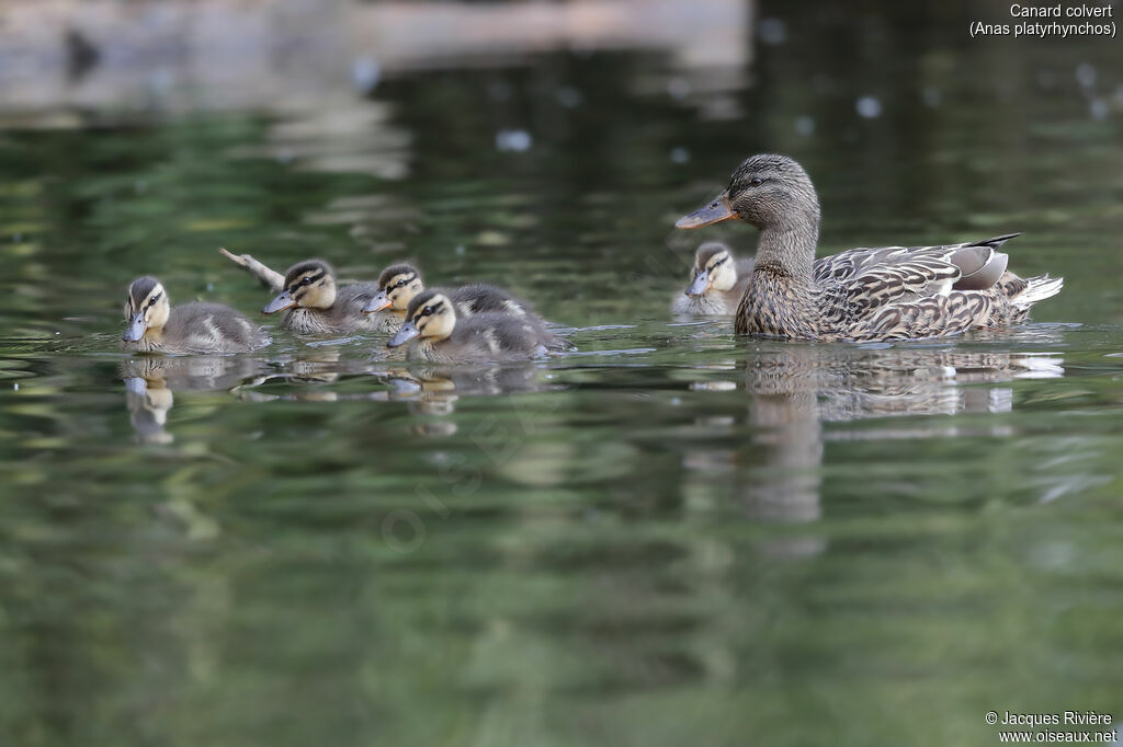 Canard colvert, identification, nage