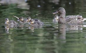 Canard colvert