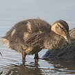 Canard colvert