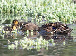 Canard colvert