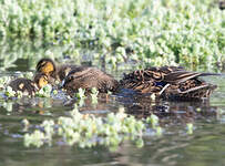 Canard colvert