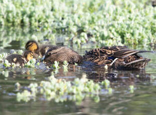 Canard colvert