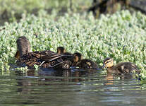 Canard colvert