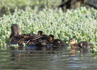 Canard colvert