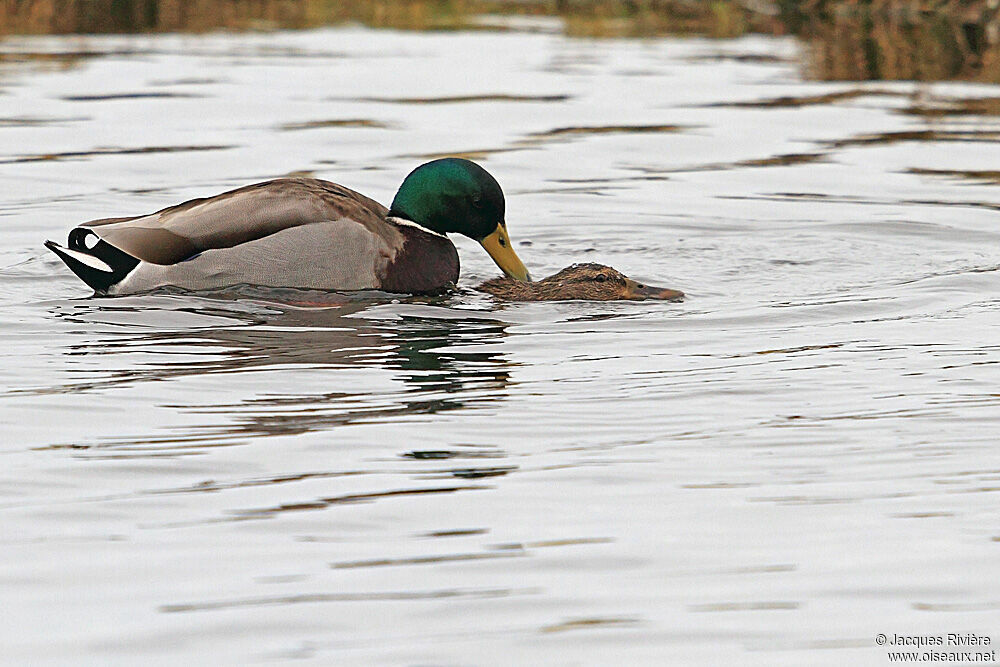 Canard colvert adulte nuptial, Comportement