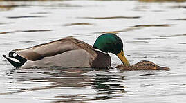 Canard colvert