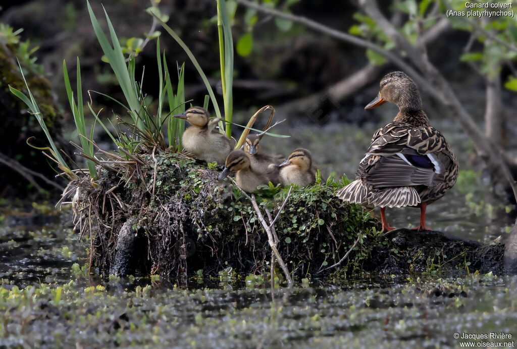 Canard colvert