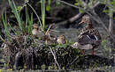 Canard colvert