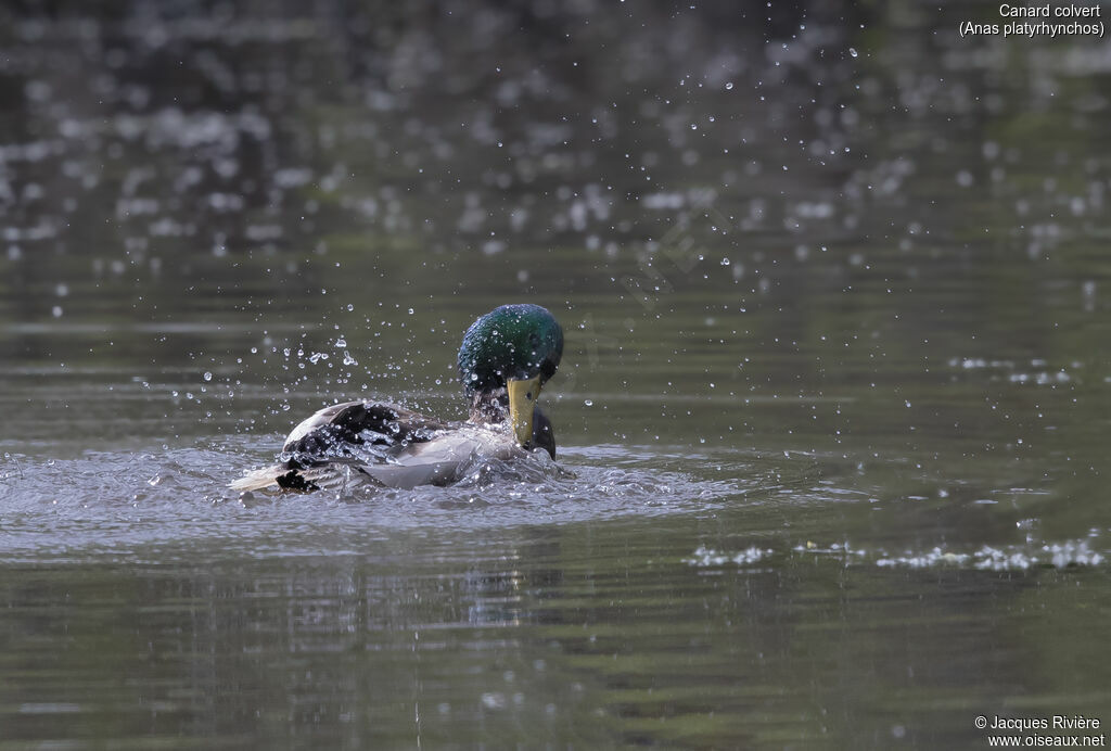 Canard colvert