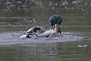 Canard colvert