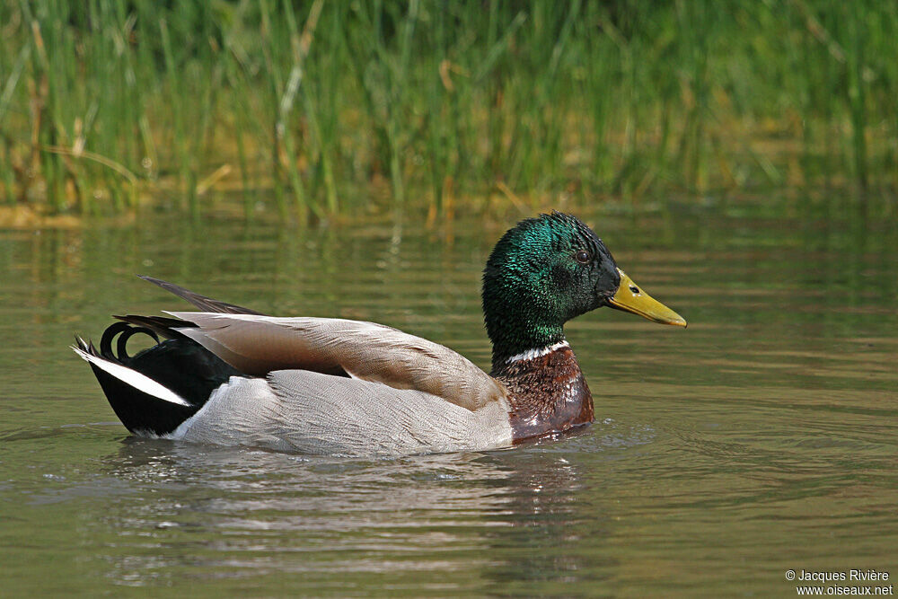 Canard colvert mâle adulte nuptial