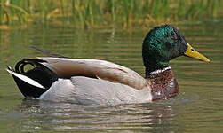 Canard colvert