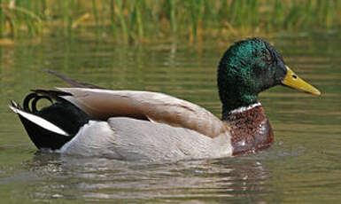 Canard colvert