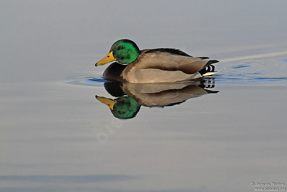 Canard colvert mâle adulte nuptial