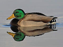 Canard colvert