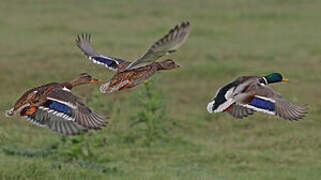 Canard colvert