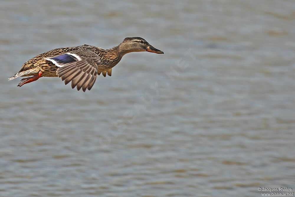 Canard colvert femelle adulte nuptial, Vol