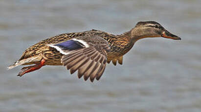 Canard colvert