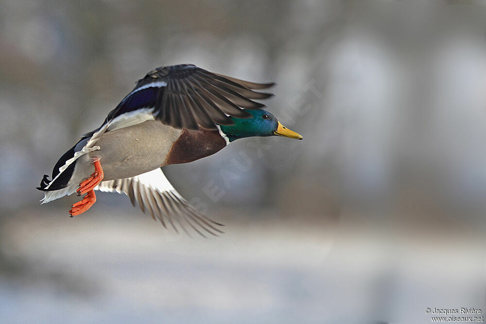 Canard colvert mâle adulte nuptial, Vol