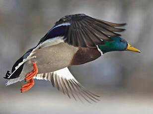 Canard colvert