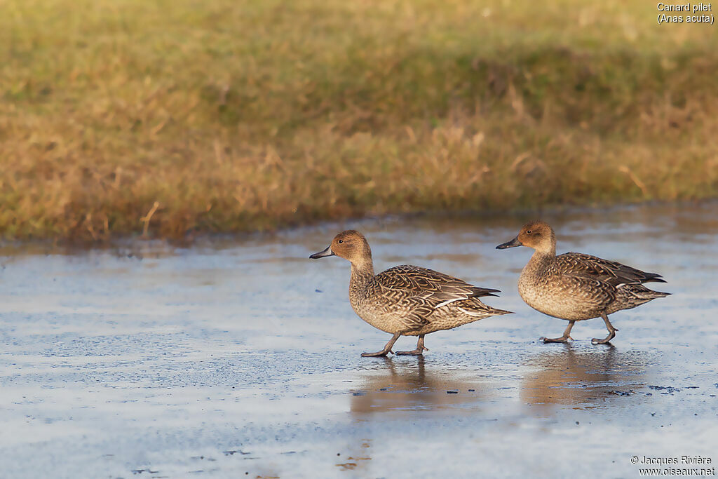 Northern Pintail female adult breeding, identification, walking