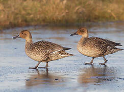 Northern Pintail