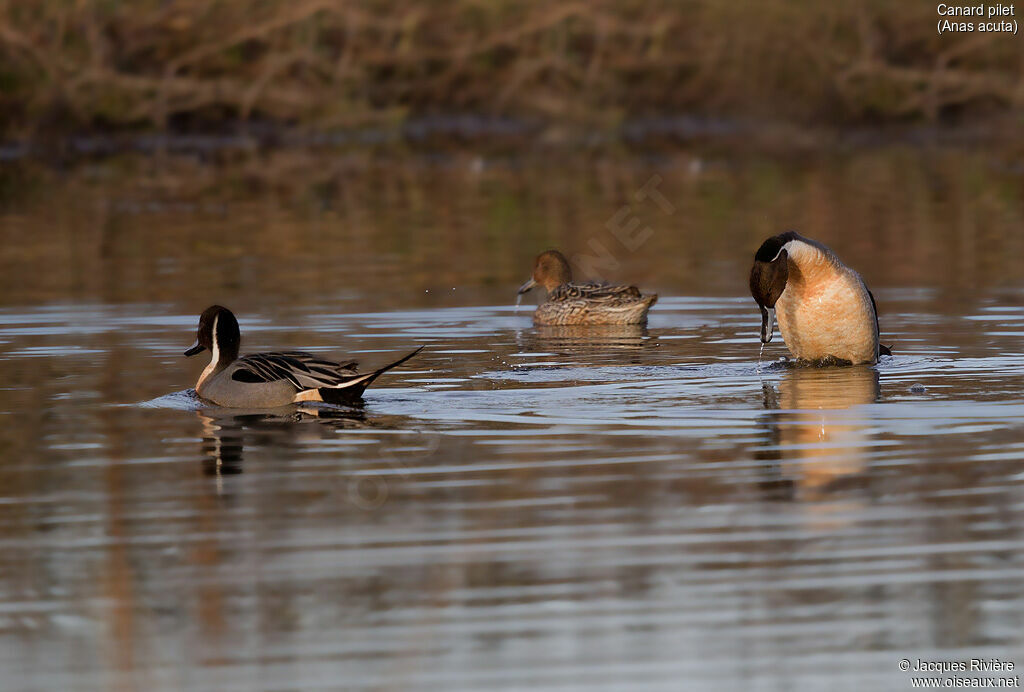 Northern Pintailadult breeding, courting display