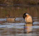 Canard pilet