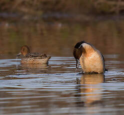 Canard pilet