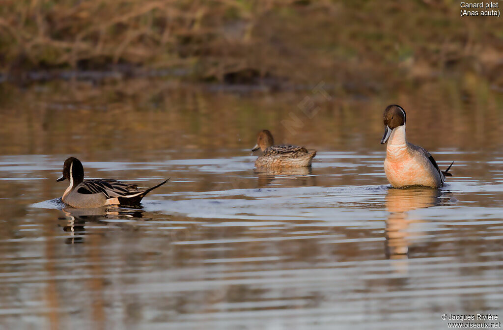 Canard piletadulte nuptial, parade