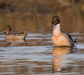 Canard pilet