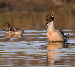 Canard pilet