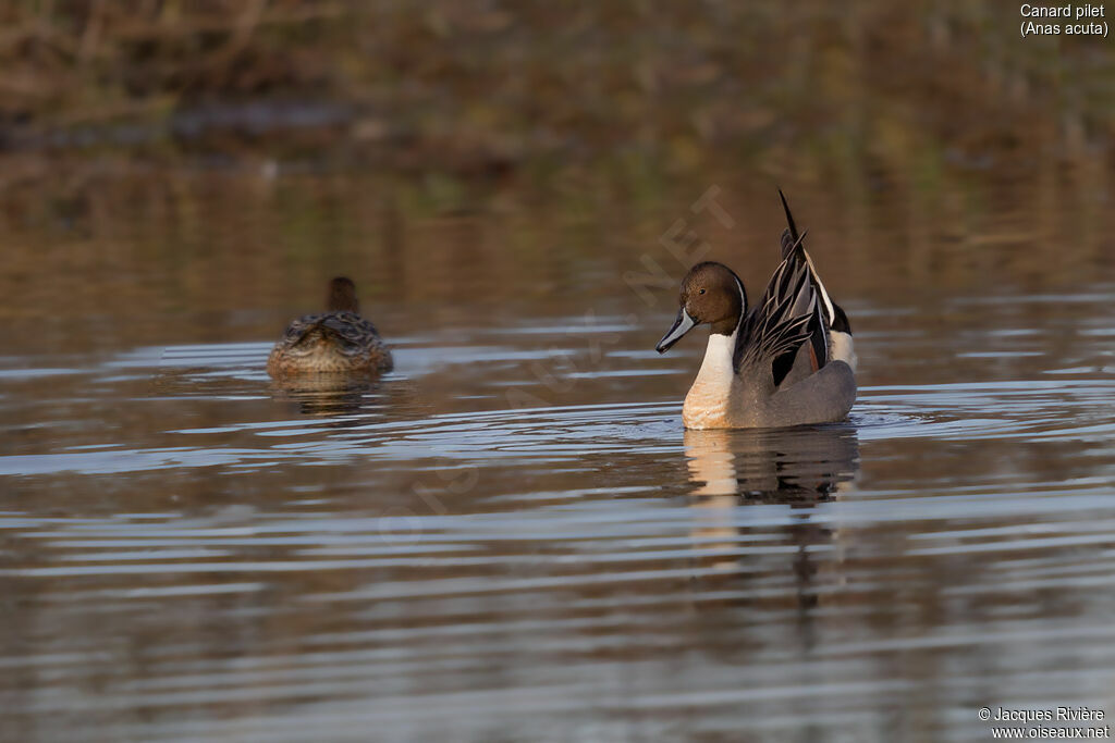 Northern Pintail male adult breeding, identification, courting display