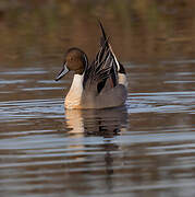 Northern Pintail