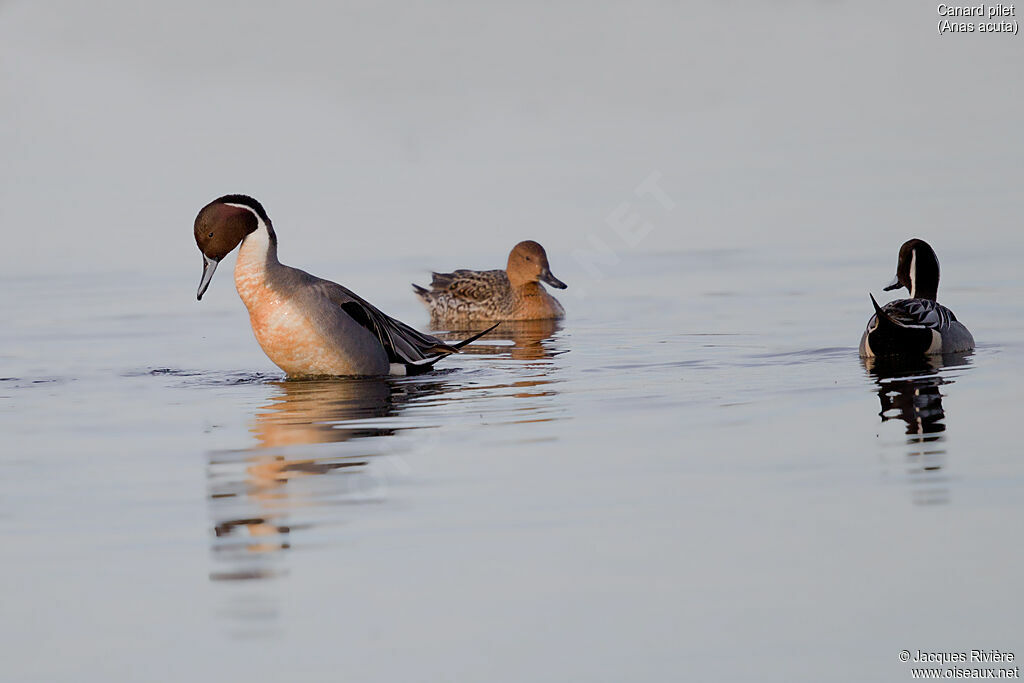 Canard piletadulte nuptial, parade