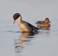 Northern Pintail