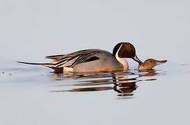 Northern Pintail