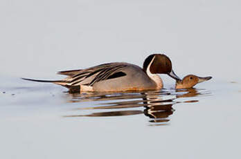 Canard pilet