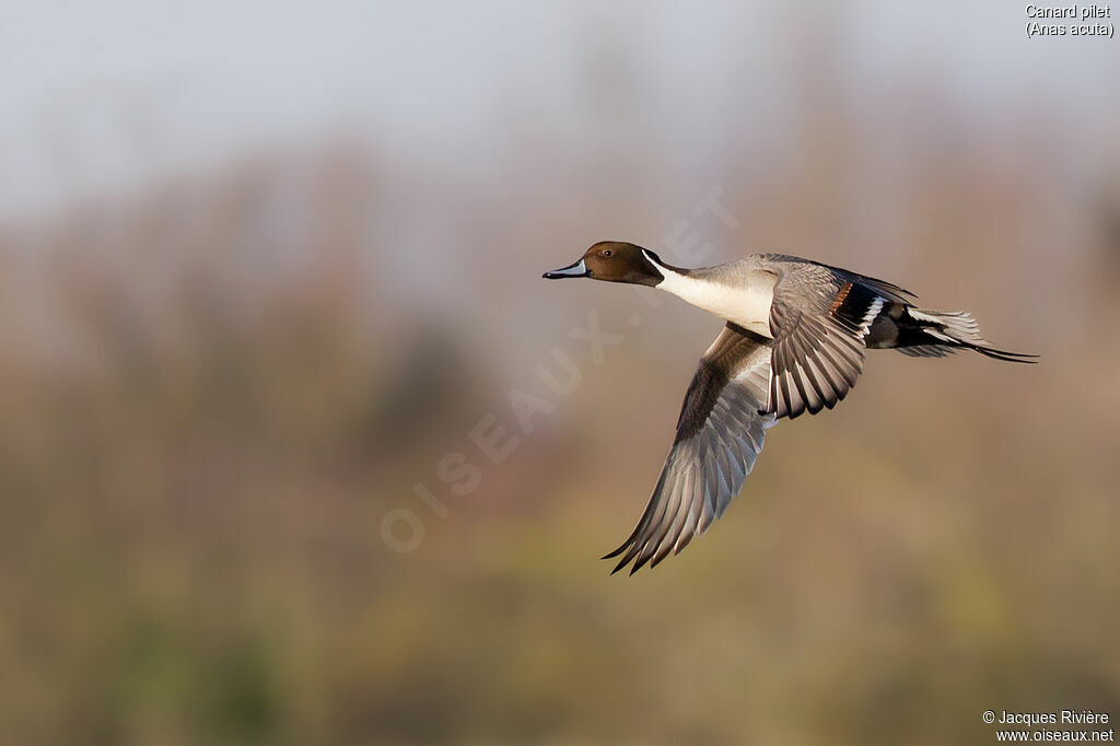 Canard pilet mâle adulte nuptial, Vol