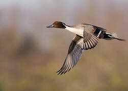 Northern Pintail