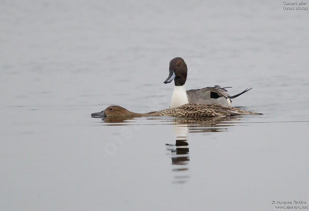 Northern Pintailadult, courting display, mating.